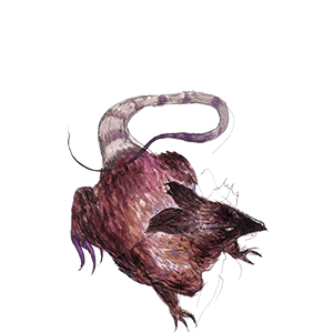 Dire Rat